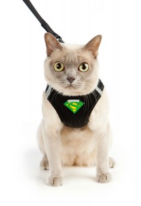 cat harness leash