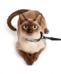 Cat Collar Leash