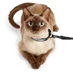metal free cat collar leash