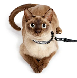 metal free cat collar leash
